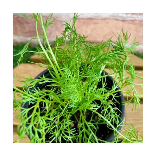 リンゴを思わせる甘く優しい香りには、気分を落ち着かせ、不安をやわらげるリラックス効果があるといわれます。4月〜5月に咲くジャーマンカモミールは1年草、6月〜7月に咲くローマンカモミールは多年草です。いずれもこぼれ種で増えるほど旺盛です。カモ...