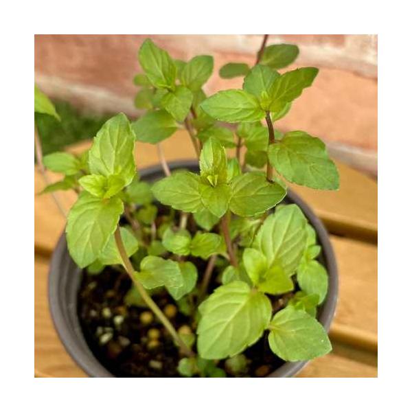 ほんのりとチョコレートの香りのするミントです。香りの成分には、神経の高ぶりや怒りなどをクールダウンする効果があり、疲れた心を癒す効果もあるといわれています。フレッシュでの使用ならハーブティー、ドライでの使用はポプリがおすすめです。ミントは種...