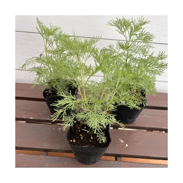 サザンウッド（コーラプラント） 3号（直径9cm）ポット苗　3個セット 半耐寒性多年草 ハーブ 虫よけ アルテミシア キダチヨモギ 虫除けハーブ