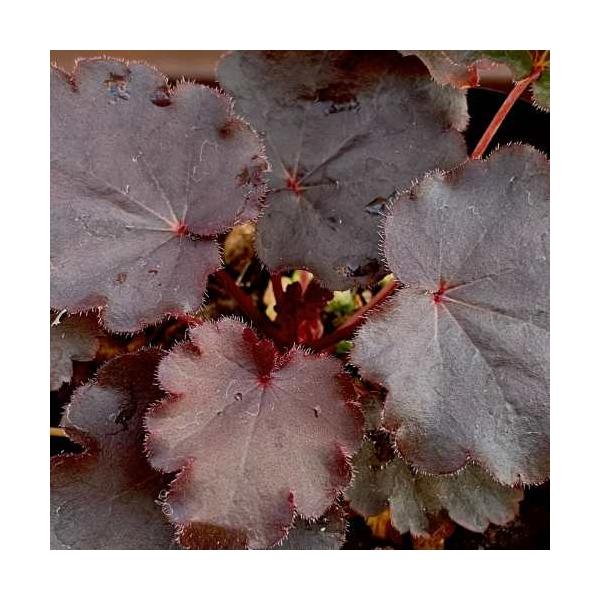 今人気のカラーリーフプランツです。北アメリカ原産の耐寒性常緑多年草です。日陰に彩を添える、切り花でも人気のヒューケラ (ツボサンゴ)。耐寒性耐暑性ともに優れているので、丈夫でよく育ちます。夏の暑さや直射日光に強い品種です。ビターショコラは光...