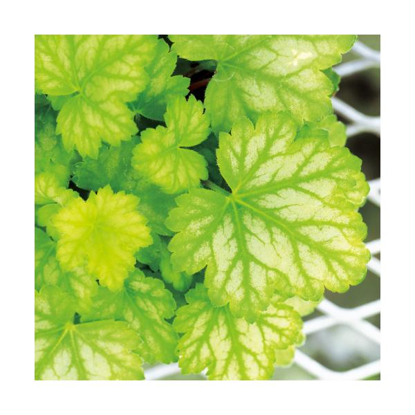 q[P c{TS h`F  c t[Y}XJbg 3 a9cm |bg P h VF[hK[f J[[tvc