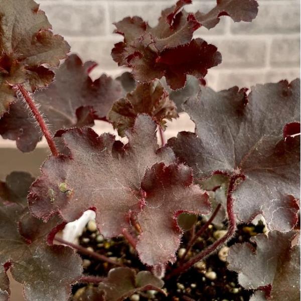 今人気のカラーリーフプランツです。北アメリカ原産の耐寒性常緑多年草です。日陰に彩を添える、切り花でも人気のヒューケラ (ツボサンゴ)。耐寒性耐暑性ともに優れているので、丈夫でよく育ちます。フリルのような紅色の葉が美しく、庭植えにも鉢植えにも...