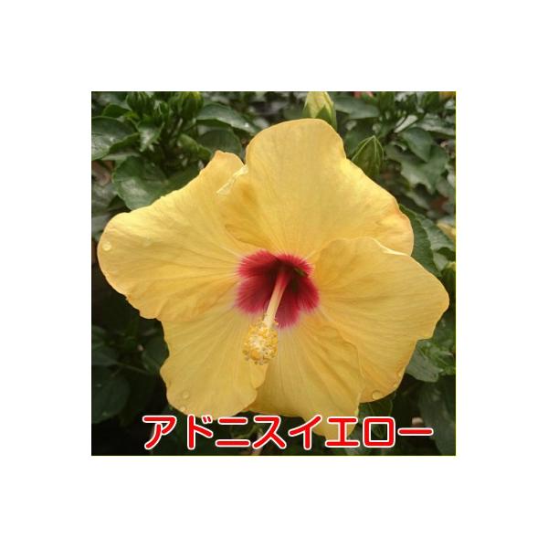 ハイビスカス 花 ５号鉢植え 夏の花 晩秋まで咲き続け毎年楽しめる ロングライフシリーズ Buyee Buyee Japanese Proxy Service Buy From Japan Bot Online