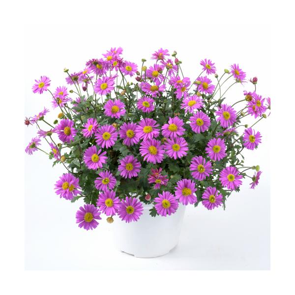 姫小菊 花 苗 春 夏 秋 ブラキカム フレスコキャンディ 1株 宿根草 ヒメコギク グランドカバー イングリッシュガーデン 寄せ植え