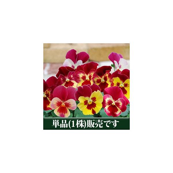 パンジー ひめりんご ハニー系 ポット苗 １個 パンジー ビオラ すみれ 苗 寄せ植え Buyee Buyee 日本の通販 商品 オークションの代理入札 代理購入