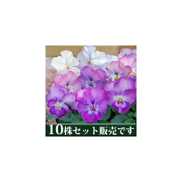 pW[ ~XeB[ nj[n |bgc 10Zbg E Ei pW[ rI ݂ c 񂹐A