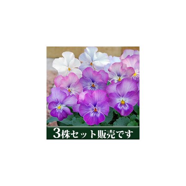 pW[ ~XeB[ nj[n |bgc 3Zbg pW[ rI ݂ c 񂹐A