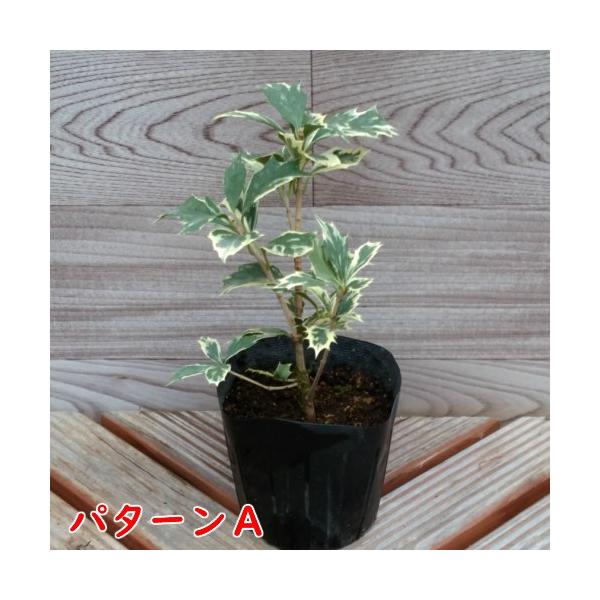 斑入りヒイラギ ポット苗１株 Buyee Buyee 日本の通販商品 オークションの代理入札 代理購入