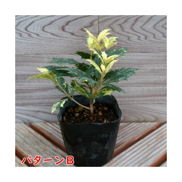斑入りヒイラギ ポット苗１株 Buyee Buyee 日本の通販商品 オークションの代理入札 代理購入