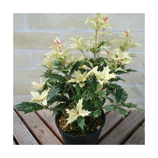 五色ヒイラギ 鉢植え カラーリーフ 観葉植物 柊 ひいらぎ 直径13.5cm