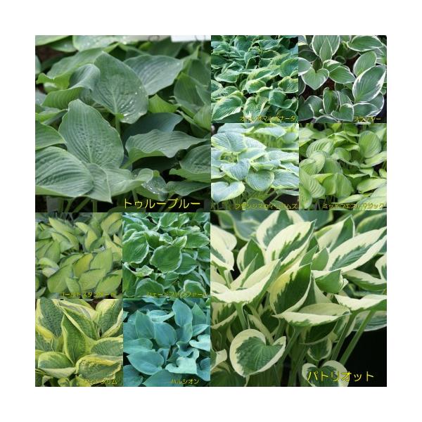 ホスタ ギボウシ 選べる10種の根株です 1株 3月末までの期限販売 Buyee Buyee 日本の通販 商品 オークションの代理入札 代理購入