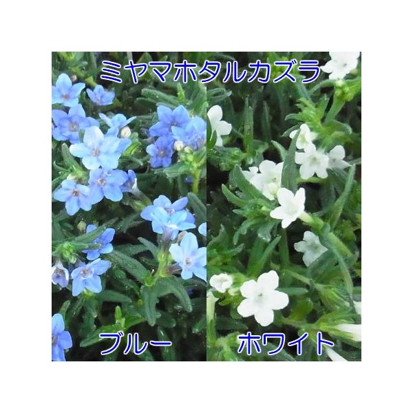 ミヤマホタルカズラ 選べる2色 １株 グランドカバー 寄せ植え イングリッシュガーデン等に Buyee Buyee Japanese Proxy Service Buy From Japan Bot Online