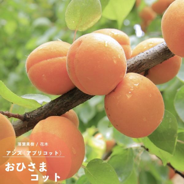 ʎc AY c Ђ܃Rbg (Tj[Rbg) 1Nȏ ږ 4.5(a13.5cm) |bgc ʎc t 