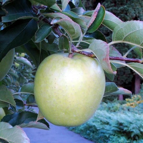 S ʎ c   󕲌p 4.5 a13.5cm |bg t