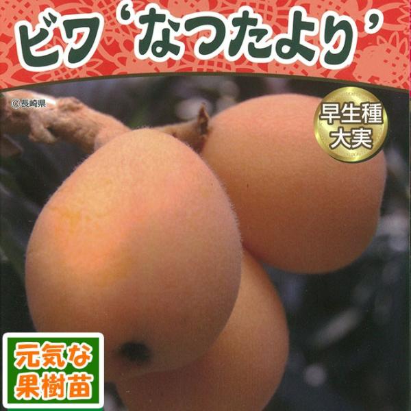 ʎc r Ȃ ڂ1N |bgc