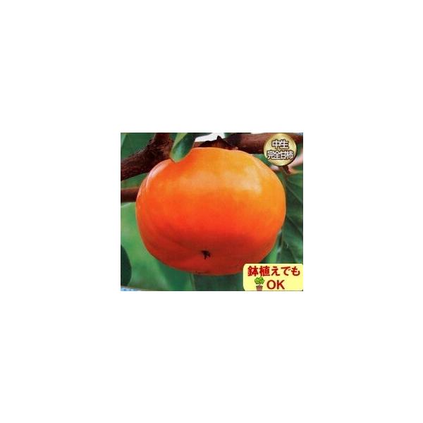 ʎ c Y` S  1Nȏc  4.5 a13.5cm |bg t