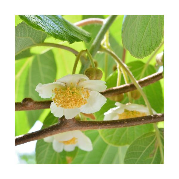 キウイは雌雄異株です。結実には雄株と雌株のそれぞれを近くに植える必要があります。赤肉色系のメス品種（ジャンボレッドや紅妃)にはこの早雄がピッタリ。お届け時の状態：1年生接ぎ木苗　13.5cmポット植え　全高1ｍ以内■栽培説明書付き▼本品はオ...