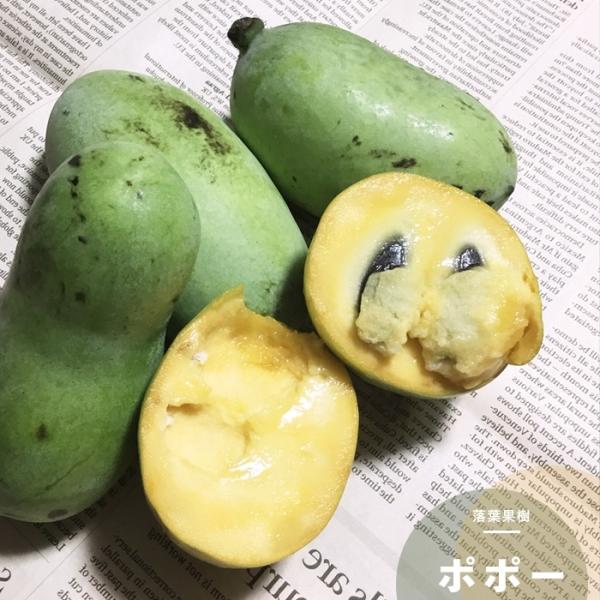 ʎ c gsJt[c ||[ 1N  4.5 13.5cm |bg 1  A  t |[|[