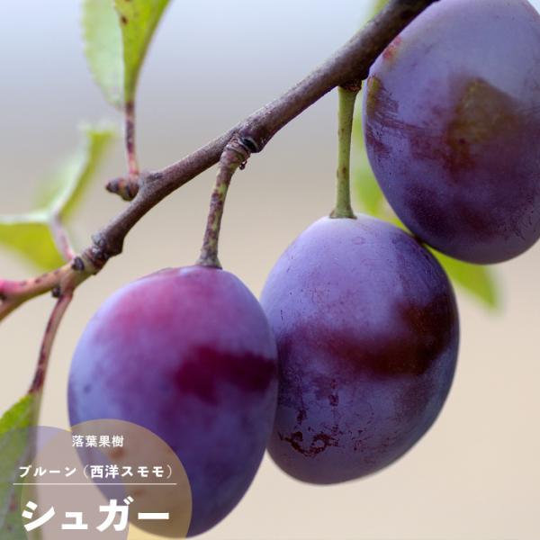 ʎ v[ c VK[  1N ږ 4.5 a13.5c |bgc t X