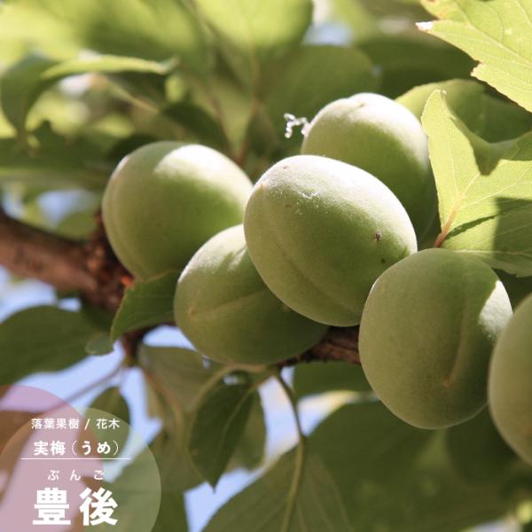 ʎ c ~  L Ԃ 1N ږ 4.5 a13.5cm |bg E