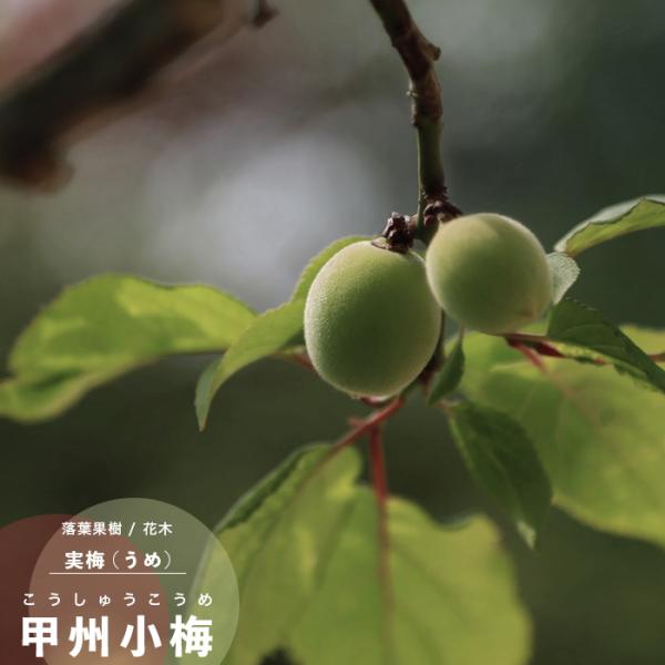 ~ c ʎ bB~ イ |bg E 1N ږ 4.5 a13.5cm