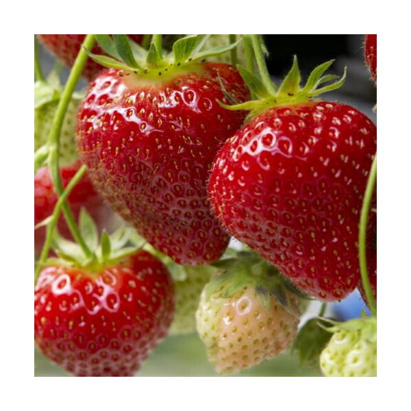 C`S ʎ c  Cx[  |bgc1