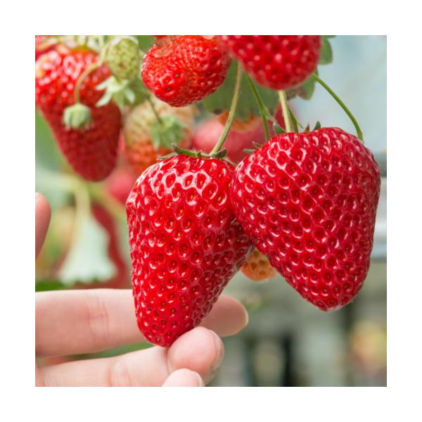 C`S ʎ c    |bg 1 h lGȂ ƒ؉