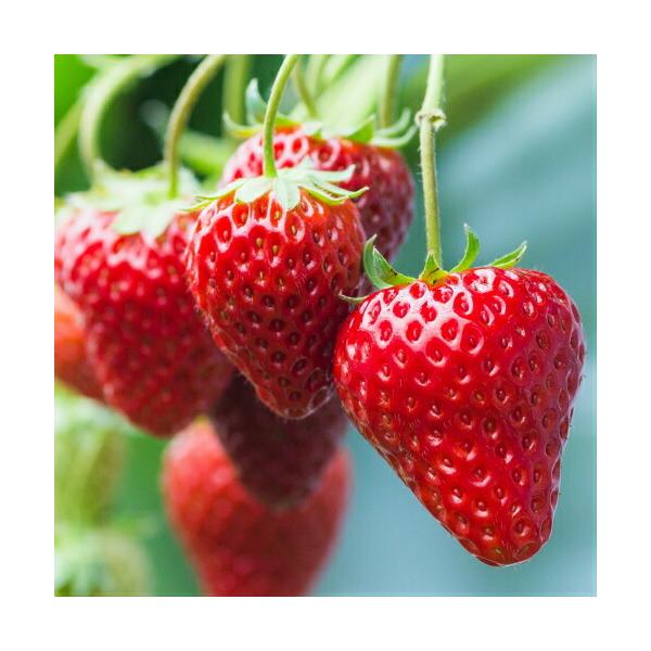 C`S ʎ c  g ꂢ  |bgc1