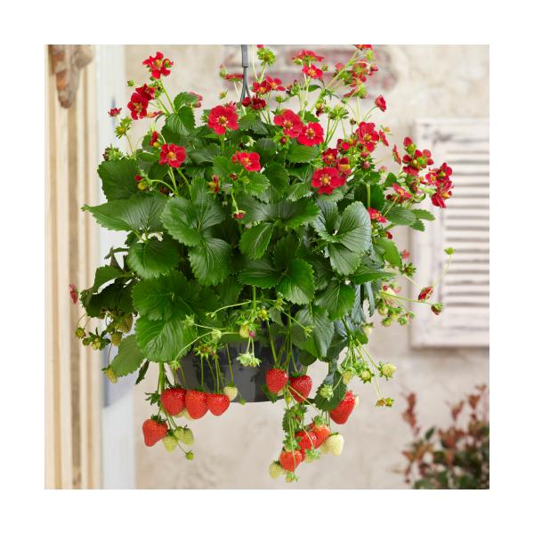 花も実も楽しめる四季なり品種です。夏から秋まで実をつけるので、収穫期間が長い分沢山とれますよ。きれいな楕円形の赤い実が成ります。 さらに、ルビーのような真っ赤な花まで楽しめます。病気にも強く、大変丈夫で育てやすい品種ですよ。ランナーが出にく...