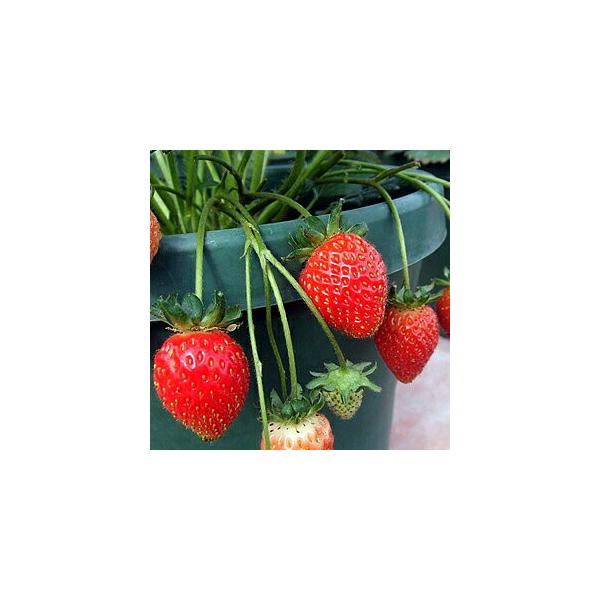 C`S (  ) Ƃ̂iL̍j 1