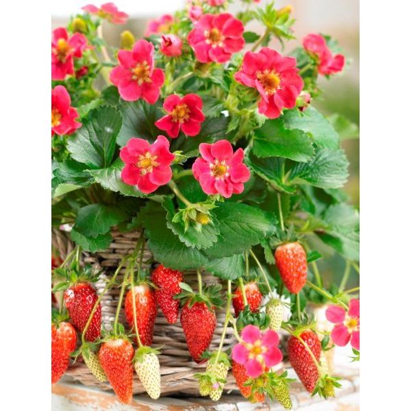 C`S ʎ c  gX^  |bgc1 lGȂ 鐬