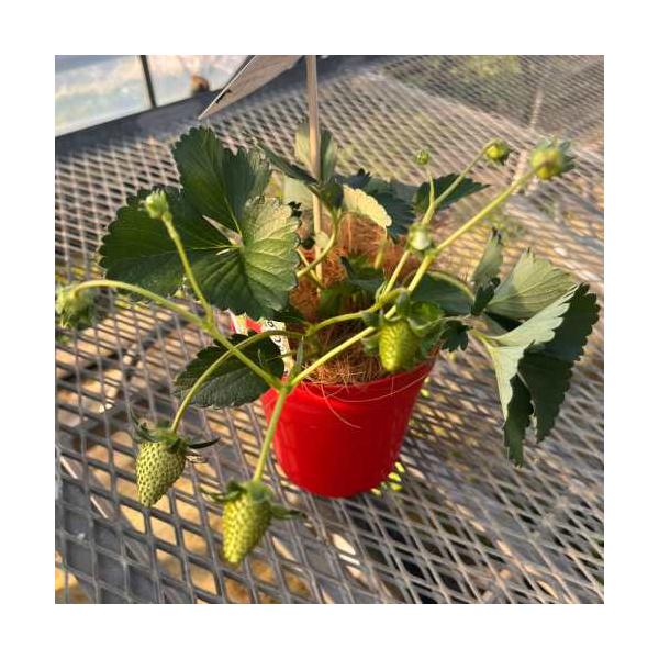 よつぼしは甘み、酸味のバランスがよく、豊かな風味で濃厚な美味しさが魅力です。いちごで果実が市販される品種は全て親株からランナーを取り、増殖する形でしかありませんでしたが、日本で初めて種子から生産できる品種となります。特　徴■耐寒性多年草■収...