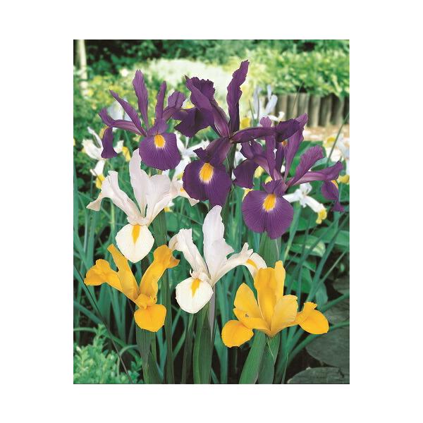 手軽に楽しめるダッチアイリス。ジャーマンアイリスのような派手さは無いですが、切り花やガーデンのコーディネートに使いやすい品種です。日当たりと、排水の良いところに植え、肥料は油かす、配合肥料などを少しずつ与えます。水やりは表土が乾いたらたっぷ...