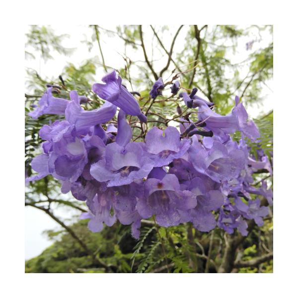 ジャカランダ 花 苗木 紫雲木 シウンボク 春 初夏 6号鉢 観葉植物 世界3大花木の一つです N Jaca イングの森 花 苗 球根 育て方 通販 Yahoo ショッピング