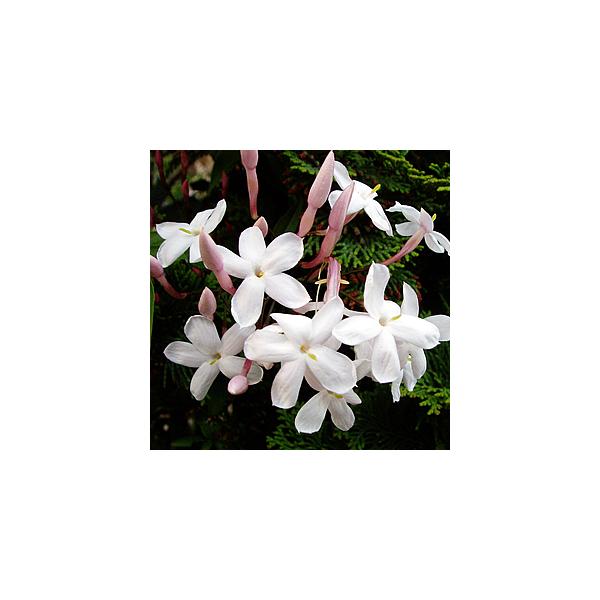 ジャスミン 苗の人気商品 通販 価格比較 価格 Com