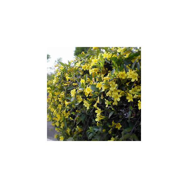 ほのかな甘い香りとたくさんの鮮やかな黄色い花を楽しむことができるカロライナジャスミン。その強い芳香性から、ジャスミンでもないのに「ジャスミン」という名称が付けられた経緯が有ります。ツル性なのでフェンスに這わせたり「あんどん仕立て」にしたりし...