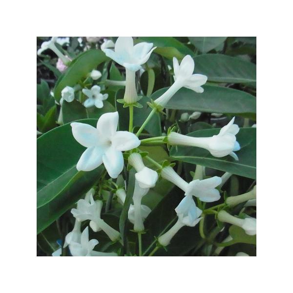 薫るマダガスカルジャスミン ４号鉢 （直径12cm）1個 常緑性つる植物　常緑低木