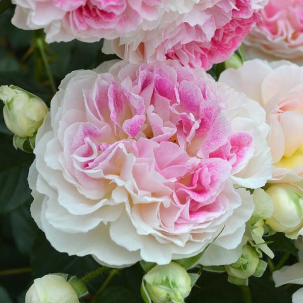 oc zf[ ACh sIj[ Yc c 6A C^[vco@o|EcǗ̑c