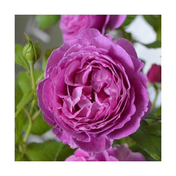 oc IhD[_[ Yc c 6A RfXo@o|EcǗ̑c @