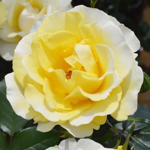 バラ大苗 即納可 レヨン ドゥ ソレイユ 国産苗 大苗 6号鉢植え メイアン作出 新品種 ａｄｒ受賞品種 Buyee Buyee 日本の通販商品 オークションの代理入札 代理購入