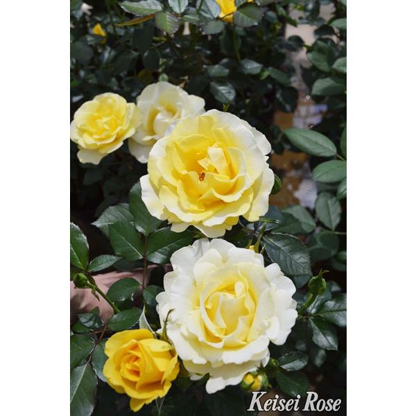 バラ大苗 即納可 レヨン ドゥ ソレイユ 国産苗 大苗 6号鉢植え メイアン作出 新品種 ａｄｒ受賞品種 Buyee Buyee 日本の通販商品 オークションの代理入札 代理購入