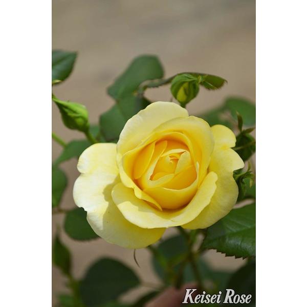 バラ大苗 即納可 レヨン ドゥ ソレイユ 国産苗 大苗 6号鉢植え メイアン作出 新品種 ａｄｒ受賞品種 Buyee Buyee 日本の通販商品 オークションの代理入札 代理購入