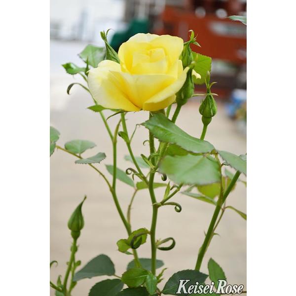 バラ大苗 即納可 レヨン ドゥ ソレイユ 国産苗 大苗 6号鉢植え メイアン作出 新品種 ａｄｒ受賞品種 Buyee Buyee Japanese Proxy Service Buy From Japan Bot Online