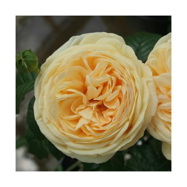 cEoc eBbvgbv Yc c 6A RfXo@o|EcǗ̑c