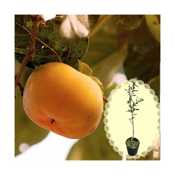 筆柿　苗木　実付き　7号鉢 筆柿 苗木 実付き 7号鉢 ロウヤ柿（老爺柿）の魅力｜キミ