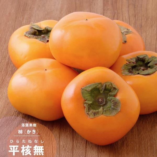 ʎc JL c `c 햳 1Nږؕc 4.5 (a13.5cm) |bgc ʎc t  ` c