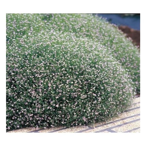 かすみ草 花 苗 春 宿根草 ジプシー ホワイト ジプソフィラ カスミソウ 1株 多年草 N Kasumi Gw イングの森 花 苗 育て方 通販 Yahoo ショッピング