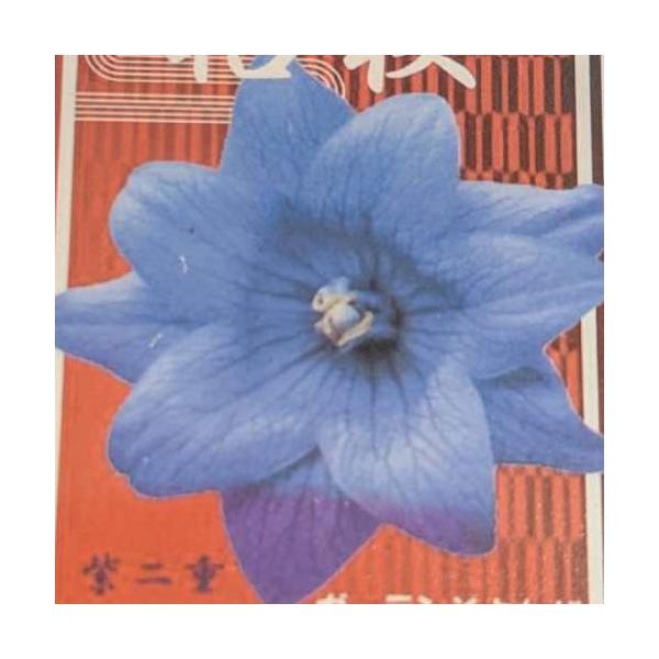 宿根草 桔梗 紫二重 3号（直径9cm）1株 ポット苗 キキョウ ききょう 切花 多年 花苗 園芸 ガーデン 庭植え 花壇 ガーデンそよかぜ パープル