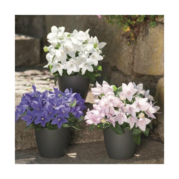 LLE  c A  |bvX^[ 1 u[ sN zCg Iׂ3F