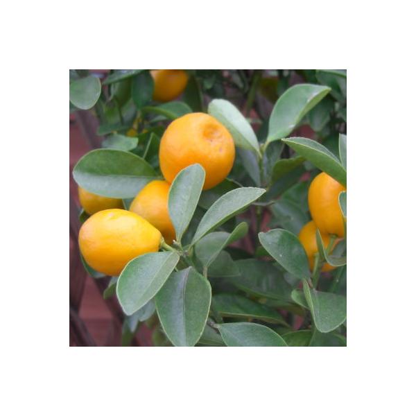 ʎc LJ() 4.5(a13.5cm)|bg